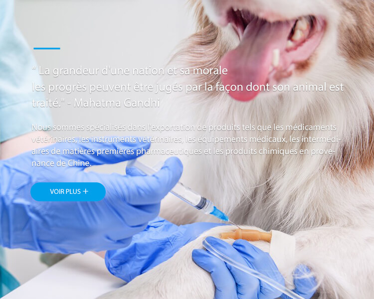 banner_phone1 法语